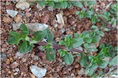 Spermacoce articularis